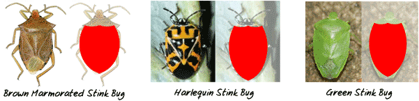 Stink Bug Shield