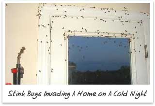 Stink Bugs Invading Homes